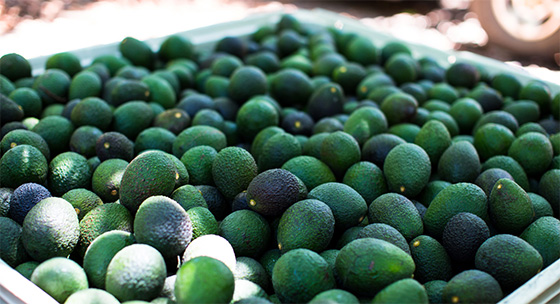 2017 California Avacado Season