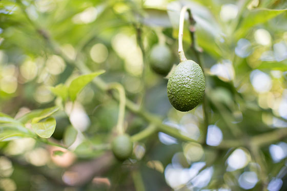 baby-avo-tree-rs.jpg