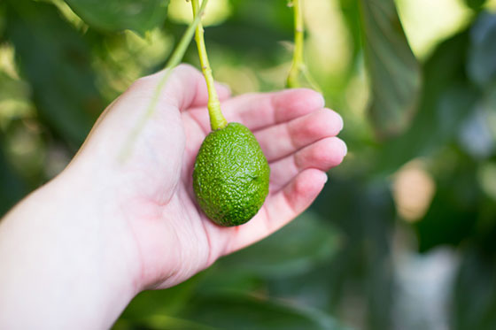 baby-avocado-hand-rs.jpg