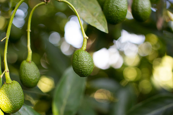baby-avos-tree-rs.jpg