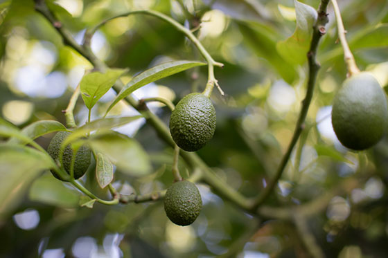 many-baby-avos-tree-rs.jpg